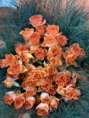 Tangerine Spark Gül Buketi