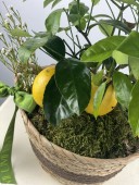 Sepette Limon Ağacı