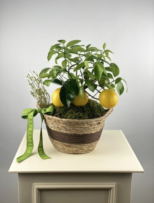 Sepette Limon Ağacı